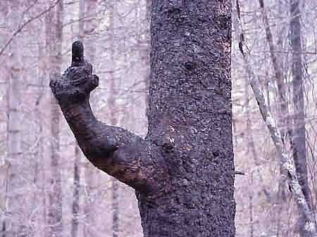 zzzzobscenetree.jpg